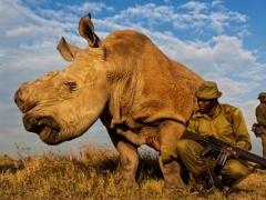 صور| 24 ساعة حراسة لآخر ذكر من وحيد القرن الأبيض بكينيا