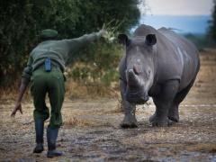 صور| 24 ساعة حراسة لآخر ذكر من وحيد القرن الأبيض بكينيا
