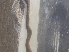 صور : متظاهرون فلسطينيون يواجهون الاحتلال في سلواد بأفعى