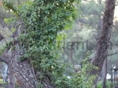 ثلاثة ايام في الجنة – 