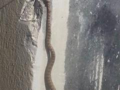 صور : متظاهرون فلسطينيون يواجهون الاحتلال في سلواد بأفعى