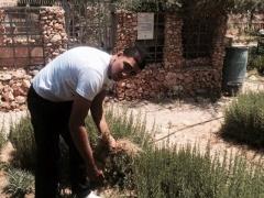 بالصور| نشاط تطوعي لشبيبة الطالبة المسيحية والمجلس الشبابي في بيت ساحور