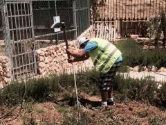 بالصور| نشاط تطوعي لشبيبة الطالبة المسيحية والمجلس الشبابي في بيت ساحور