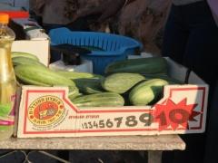 مهرجان الفقوس الساحوري 2015