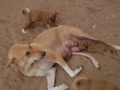 في غزة: كلبة ترضع أسود صغار...حين هجرتهم أمهم دون سبب !!