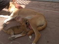 في غزة: كلبة ترضع أسود صغار...حين هجرتهم أمهم دون سبب !!