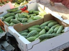 مهرجان الفقوس الساحوري 2015