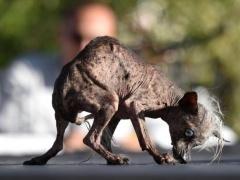 كلب مشوه يفوز بجائزة أقبح كلاب العالم