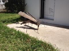 فنان من غزة يجسد 