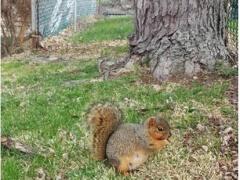 صور طريفة لحيوانات في شهور الحمل الأخيرة!