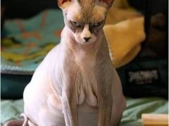 صور طريفة لحيوانات في شهور الحمل الأخيرة!