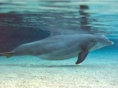 صور طريفة لحيوانات في شهور الحمل الأخيرة!