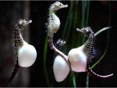 صور طريفة لحيوانات في شهور الحمل الأخيرة!