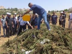الشرطة والنيابة العامة يتلفان 3 أطنان من الماريجوانا المخدرة في الخليل