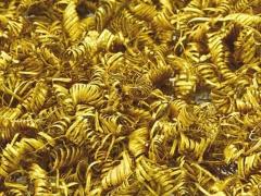 الدنمارك...علماء الآثار يعثرون على 2000 لولب غامض من الذهب