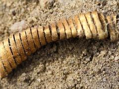 الدنمارك...علماء الآثار يعثرون على 2000 لولب غامض من الذهب