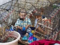 ام سوريا تعيش في لبنان تسجن طفليها في قفص: القصّة الكاملة بالصور...