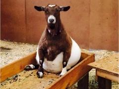 صور طريفة لحيوانات في شهور الحمل الأخيرة!