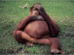 صور طريفة لحيوانات في شهور الحمل الأخيرة!