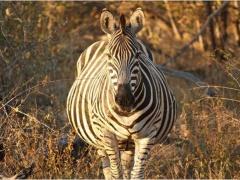 صور طريفة لحيوانات في شهور الحمل الأخيرة!