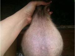 صور طريفة لحيوانات في شهور الحمل الأخيرة!