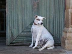 صور طريفة لحيوانات في شهور الحمل الأخيرة!