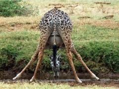 صور طريفة لحيوانات في شهور الحمل الأخيرة!