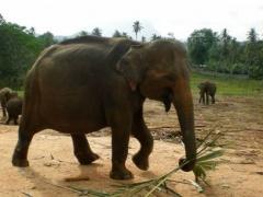 صور طريفة لحيوانات في شهور الحمل الأخيرة!