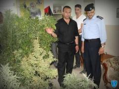 مشتل للمخدرات في بيت لحم : 12 كيلو من مادة المارغوانا