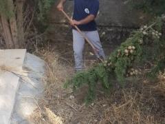 بالصور | مجلس شبابي بيت لحم يشارك في تنظيف مقبرة الأرمن