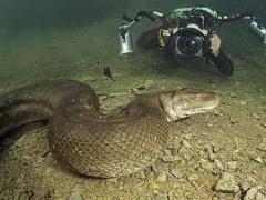 شجاعة أم جنون؟! .. مصور يسبح مع الأناكوندا القاتل ليلتقط صوراً له!