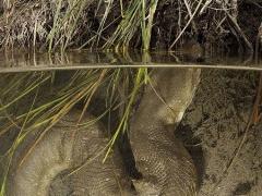 شجاعة أم جنون؟! .. مصور يسبح مع الأناكوندا القاتل ليلتقط صوراً له!