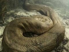 شجاعة أم جنون؟! .. مصور يسبح مع الأناكوندا القاتل ليلتقط صوراً له!