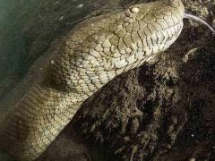 شجاعة أم جنون؟! .. مصور يسبح مع الأناكوندا القاتل ليلتقط صوراً له!