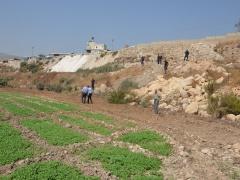 مديرية زراعة محافظة نابلس تتلف مزروعات مروية على مياه المجاري