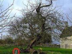 بالصور : أين تقع شجرة نيوتن التي أدت لاكتشاف الجاذبية