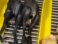 الصين.. أرز بلاستيكي ومكسرات محشوة بالإسمنت