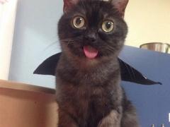 قط غير قادر على إدخال لسانه في فمه ينال شهرة على إنستغرام