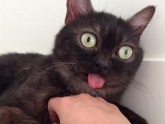 قط غير قادر على إدخال لسانه في فمه ينال شهرة على إنستغرام