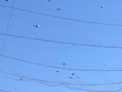 الاحتلال يهدم السور الفاصل مقبرة مسجد بلال بن رباح وحديقة مركز لاجئ