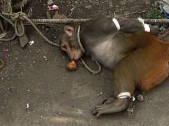 بالصور: هكذا اعتقلوا القرد اللص