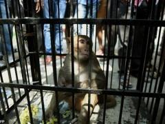 بالصور: هكذا اعتقلوا القرد اللص