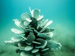 400 عمل نحتي تحت البحر تخلّد أرواح اللاجيئن الغرقى: هدية لـ«الطحالب»