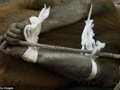 بالصور: هكذا اعتقلوا القرد اللص