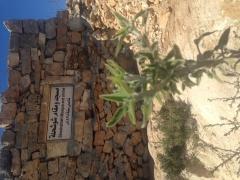 قرية شو شحلة قرية تاريخية هدمها الاحتلال ويعيد الفلسطينيون بناءها لمواجهة الاستيطان