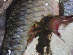 بالصور |  إتلاف 250 كغم سمك فاسد في نابلس