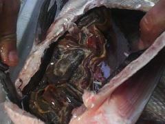 بالصور |  إتلاف 250 كغم سمك فاسد في نابلس