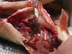 بالصور |  إتلاف 250 كغم سمك فاسد في نابلس