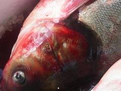 بالصور |  إتلاف 250 كغم سمك فاسد في نابلس