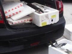 بالصور |  إتلاف 250 كغم سمك فاسد في نابلس